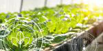 Data Science with R - uses in the agricultural sector (example in plant tissue culture)